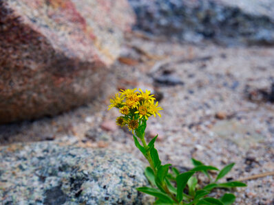 2025, flowers, wyoming