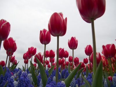 2026, flowers, tulips