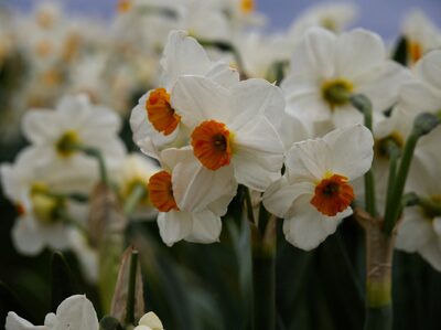 2026, flowers, tulips