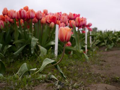 2026, flowers, tulips
