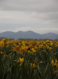 2026, flowers, tulips