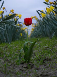 2026, flowers, tulips