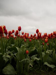 2026, flowers, tulips