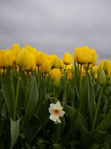 2026, flowers, tulips