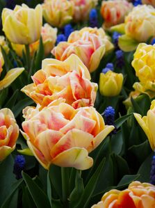 2026, flowers, tulips
