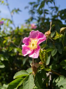 2026, flowers