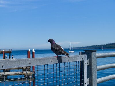 2026, birds, wildlife