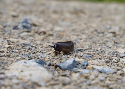 slugs, wildlife