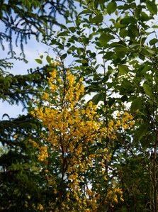 2026, flowers