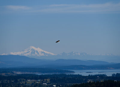 2026, canada, landscape, wildlife