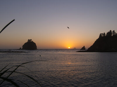 2026, pacific-coast, pacific-ocean, sunset, wildlife