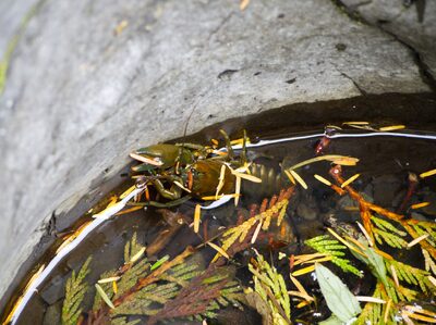 2026, olympic-national-park, wildlife