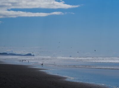 2026, olympic-national-park, pacific-coast, pacific-ocean, wildlife