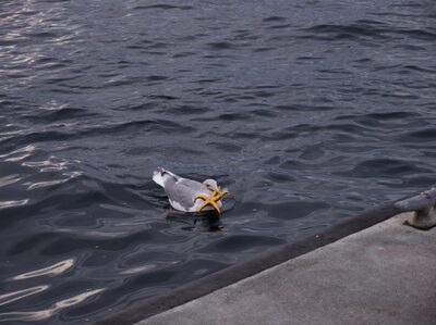 2025, seagulls, seattle, wildlife