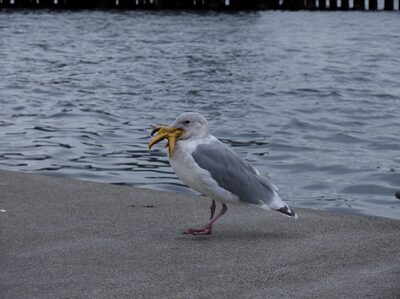 2025, seagulls, seattle, wildlife