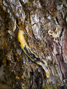 2026, cape-flattery, slugs, wildlife