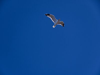 2025, seagulls, seattle, wildlife