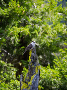 2026, olympic-national-park, wildlife
