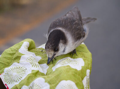 2026, olympic-national-park, wildlife