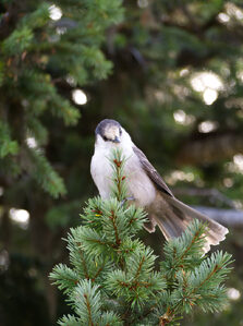 2026, olympic-national-park, wildlife