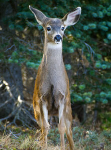 2026, favorites, olympic-national-park, wildlife